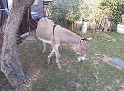 agriturismo massa lubrense